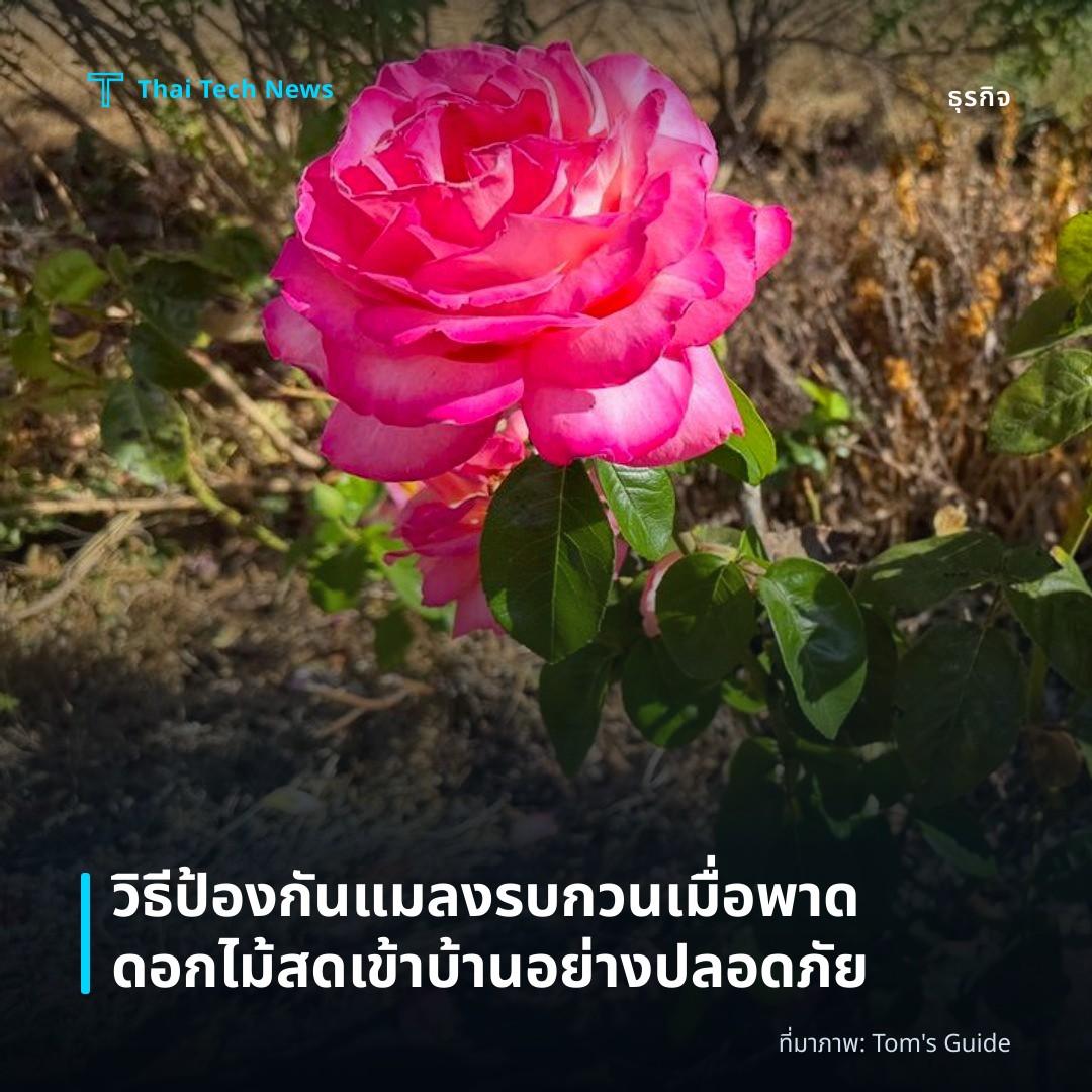 วิธีป้องกันแมลงรบกวนเมื่อพาดดอกไม้สดเข้าบ้านอย่างปลอดภัย