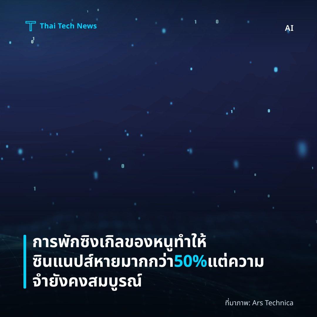การพักซิงเกิลของหนูทำให้ซินแนปส์หายมากกว่า 50% แต่ความจำยังคงสมบูรณ์